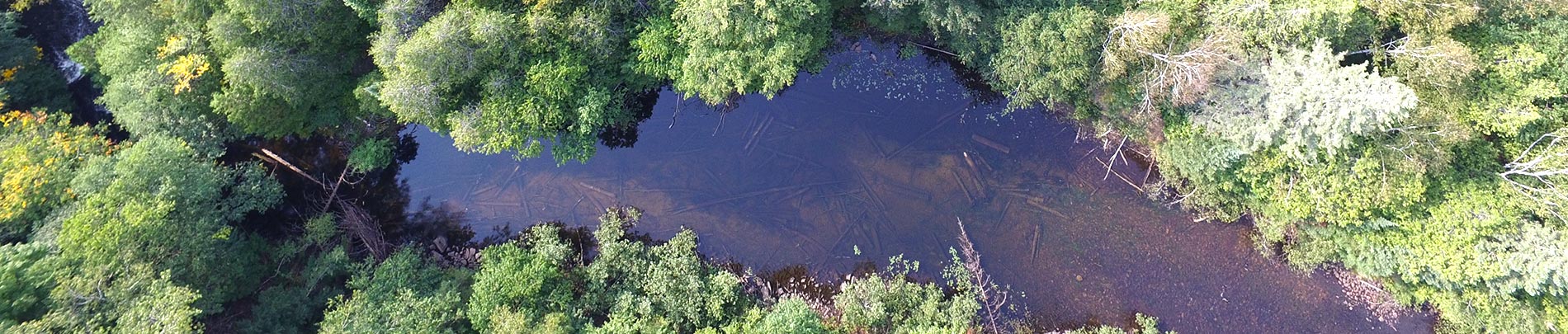 An aerial view of a river winding through the trees.