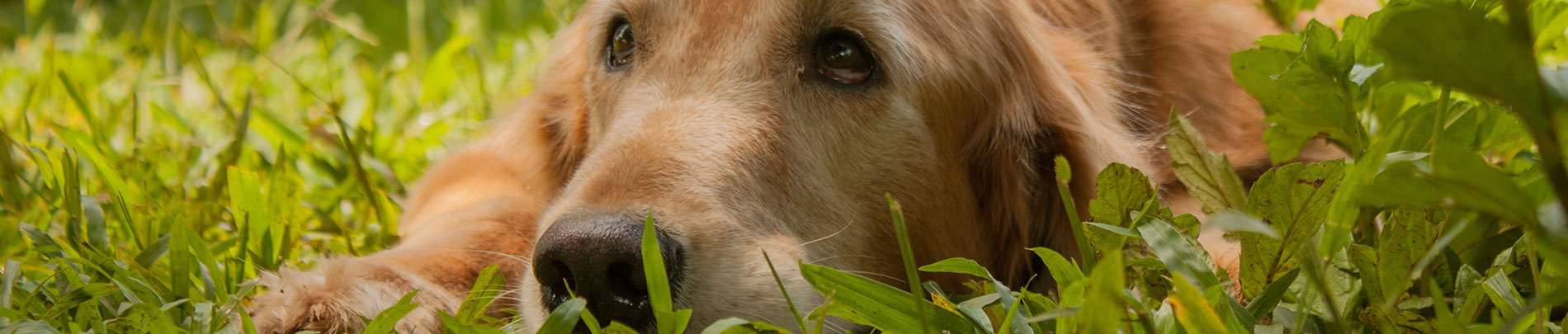 A close up of a dog lying down in the grass.