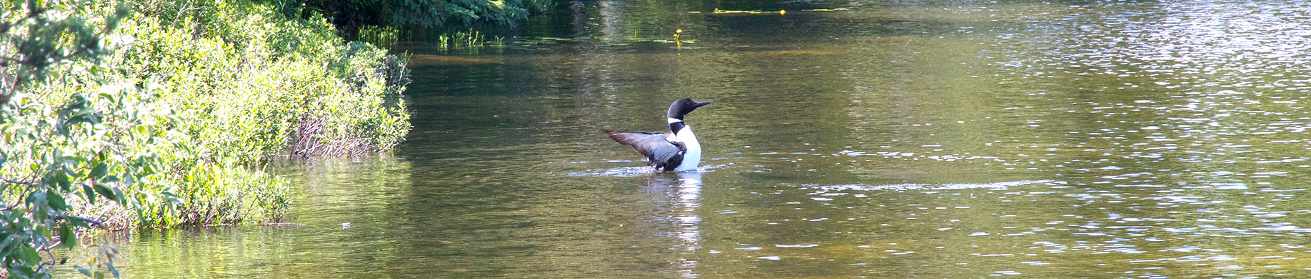 A loon flaps its wings and lifts itself up out of the water.