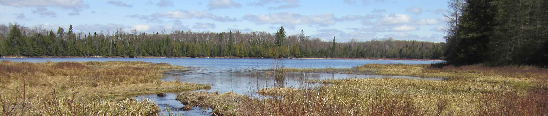 A view of Monck Lake from a reedy marsh along the portage.