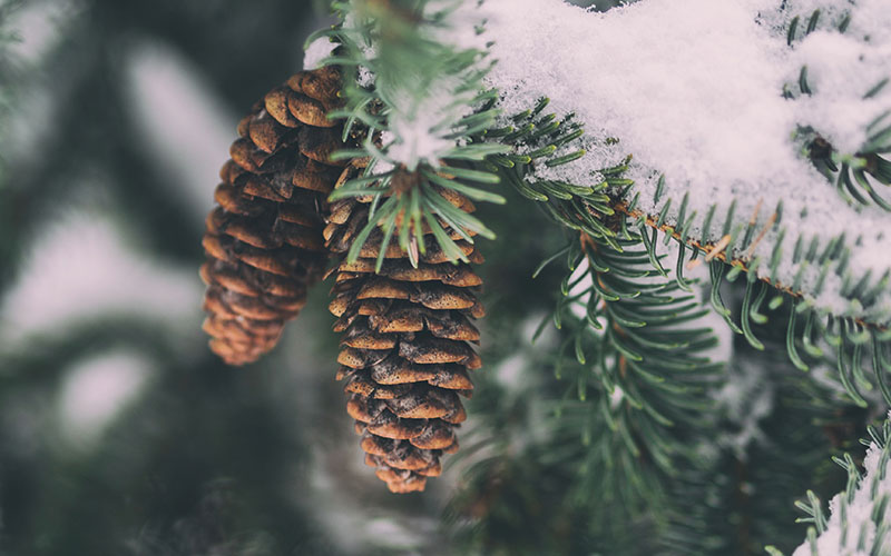 Pinecones hang on a snow covered branch.